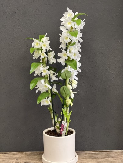 Dendrobium Orkide ( kokulu beyaz orkide )