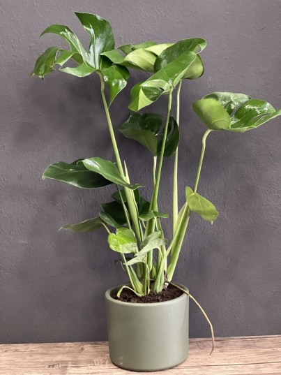 Monstera (Deve Tabanı)