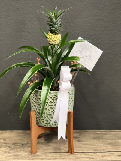 Ananas